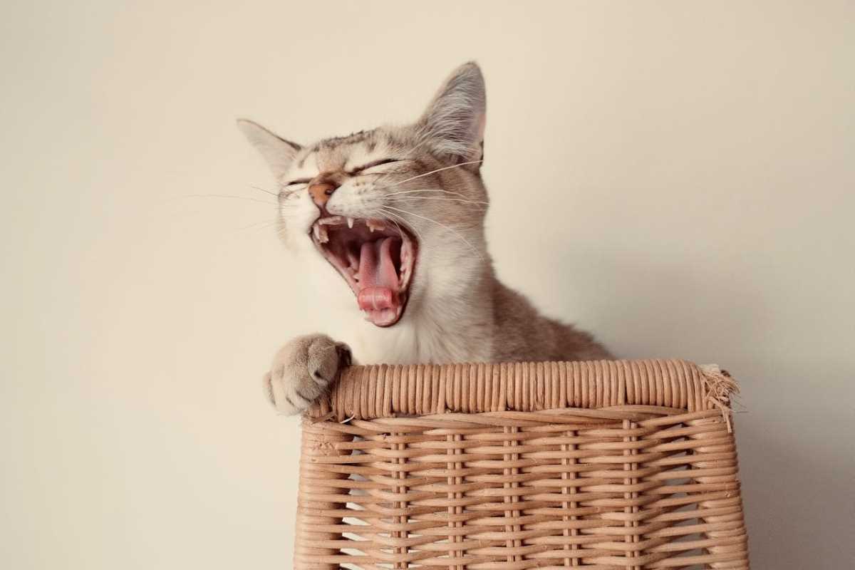 The Weird Science Behind Why We Yawn and Hiccup